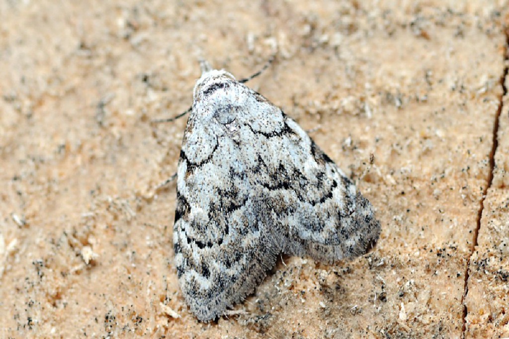 Least Black Arches (Nola confusalis)