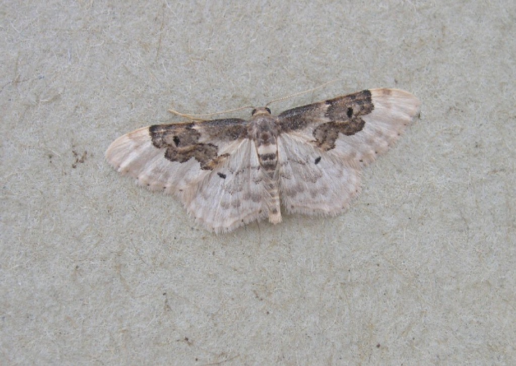 Least Carpet (Idaea rusticata)