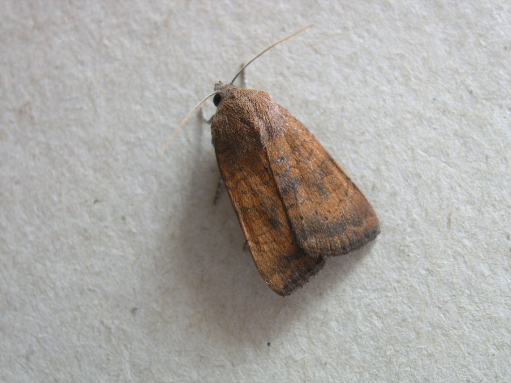 Least Yellow Underwing (Noctua interjecta)
