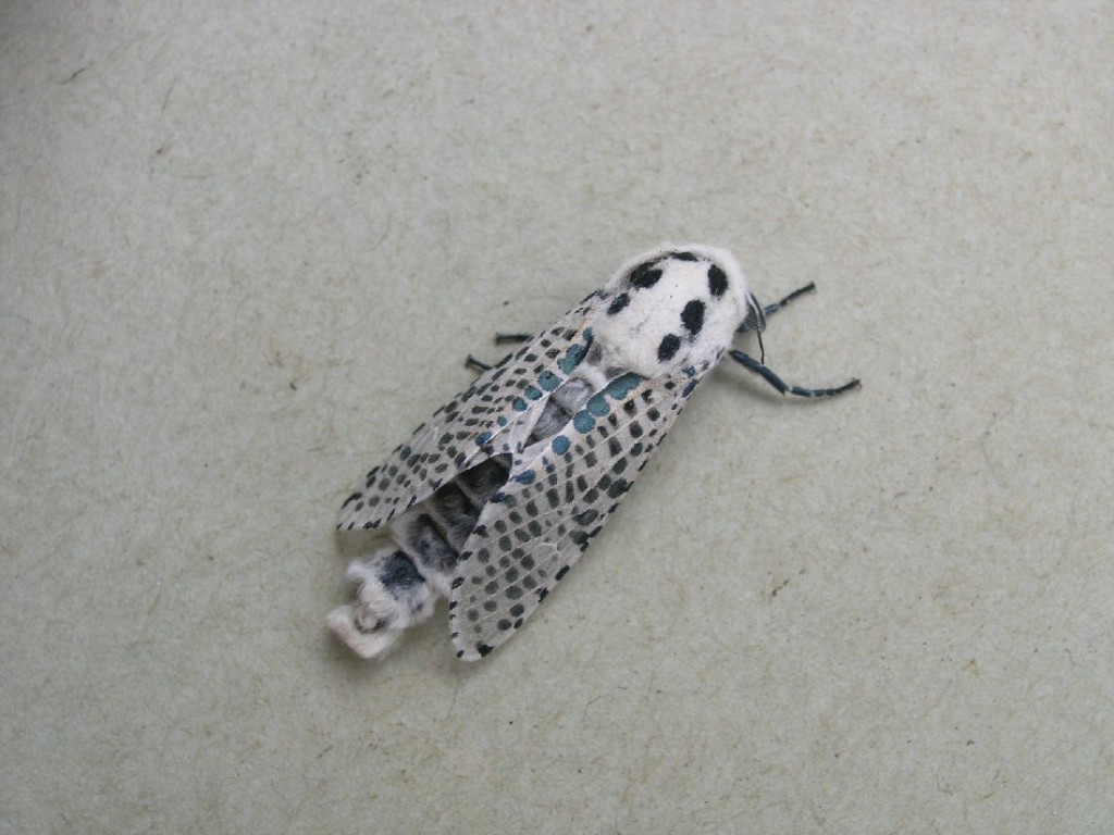 Leopard Moth (Zeuzera pyrina)