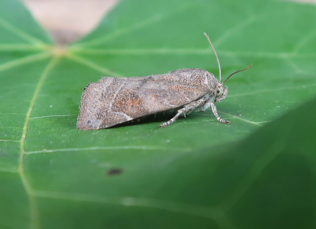 Lesser-spotted Pinion (Cosmia affinis)