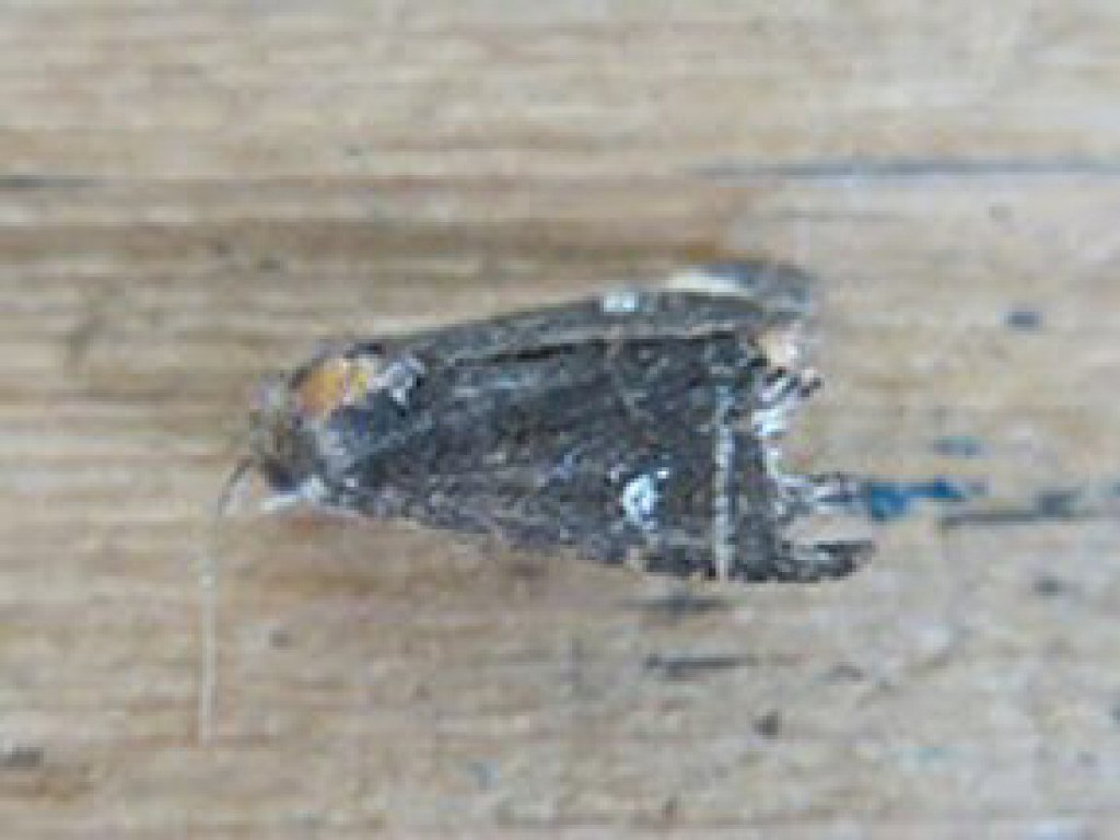 Lesser Common Rustic (Mesapamea didyma)