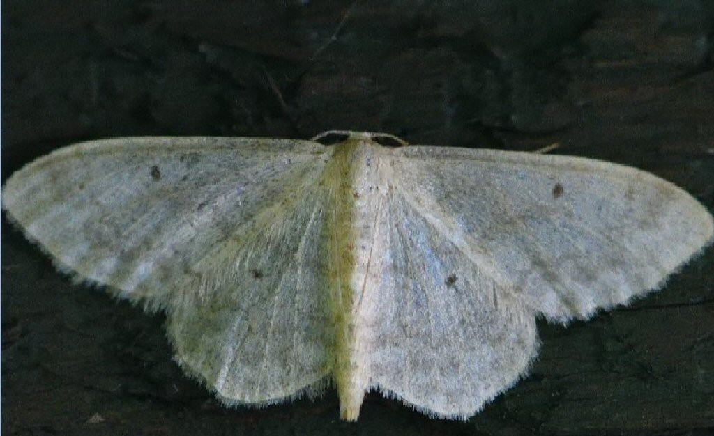 Lesser Cream Wave (Scopula immutata)