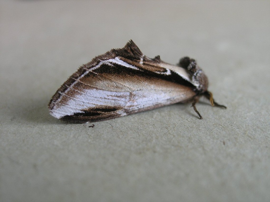 Lesser Swallow Prominent (Pheosia gnoma)
