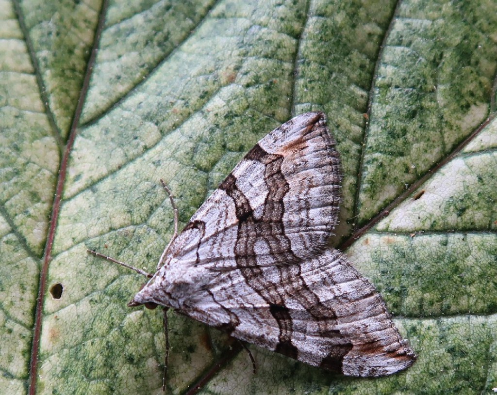 Lesser Treble-bar (Aplocera efformata)