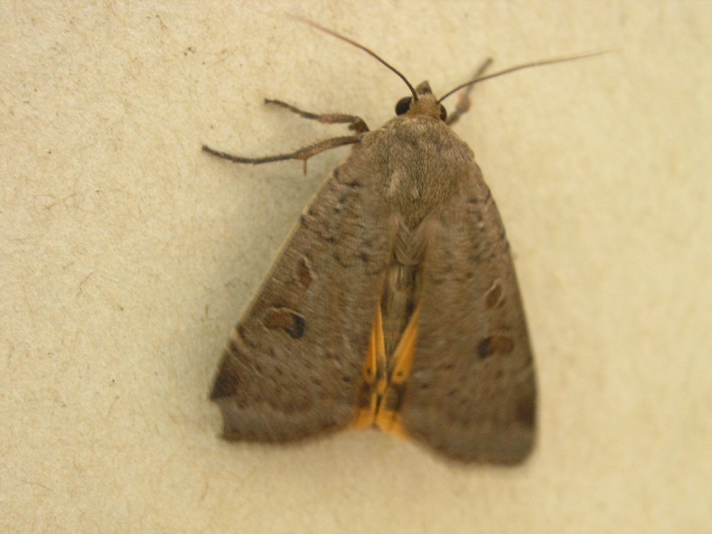 Lesser Yellow Underwing (Noctua comes)