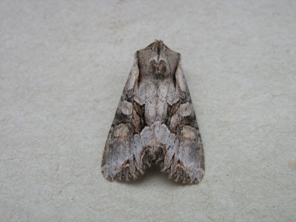 Light Brocade (Lacanobia w-latinum)