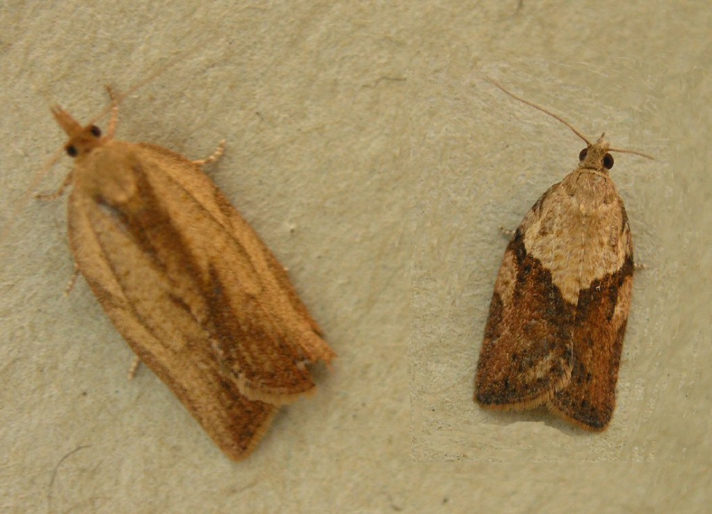 Light Brown Apple Moth (Epiphyas postvittana)