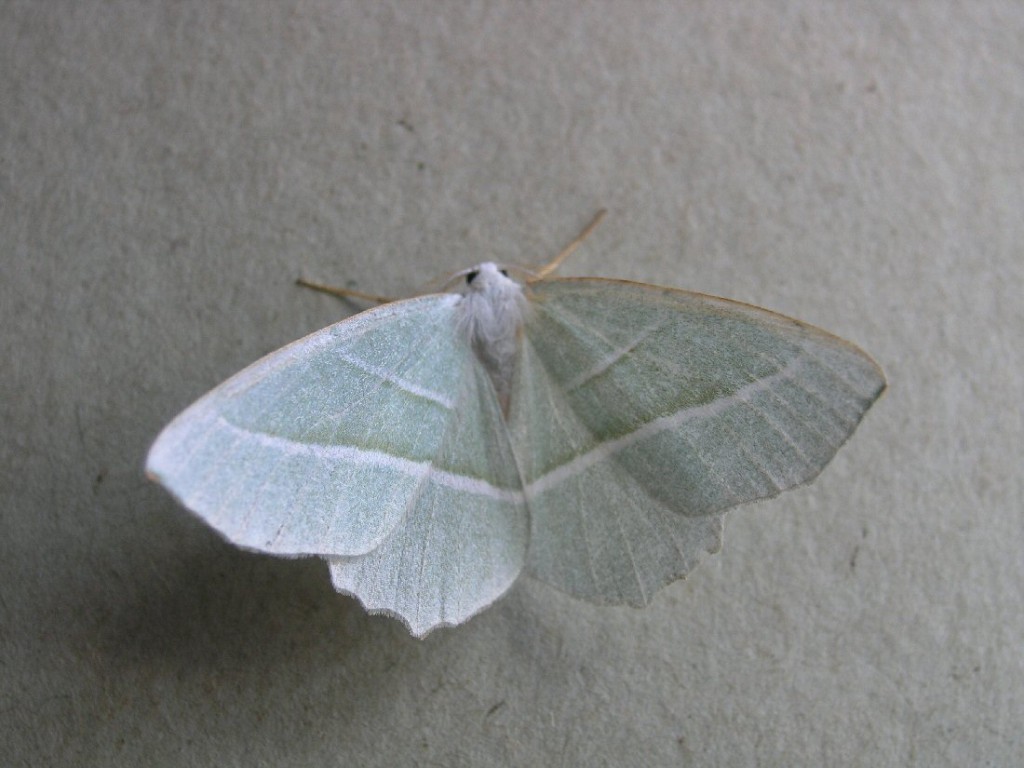 Light Emerald (Campaea margaritaria)