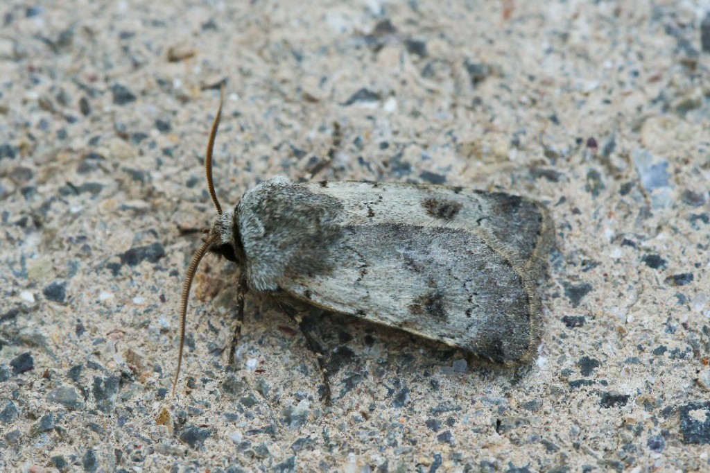 Light Feathered Rustic (Agrotis cinerea)