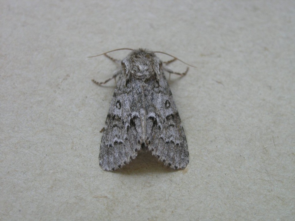 Light Knot Grass (Acronicta menyanthidis)