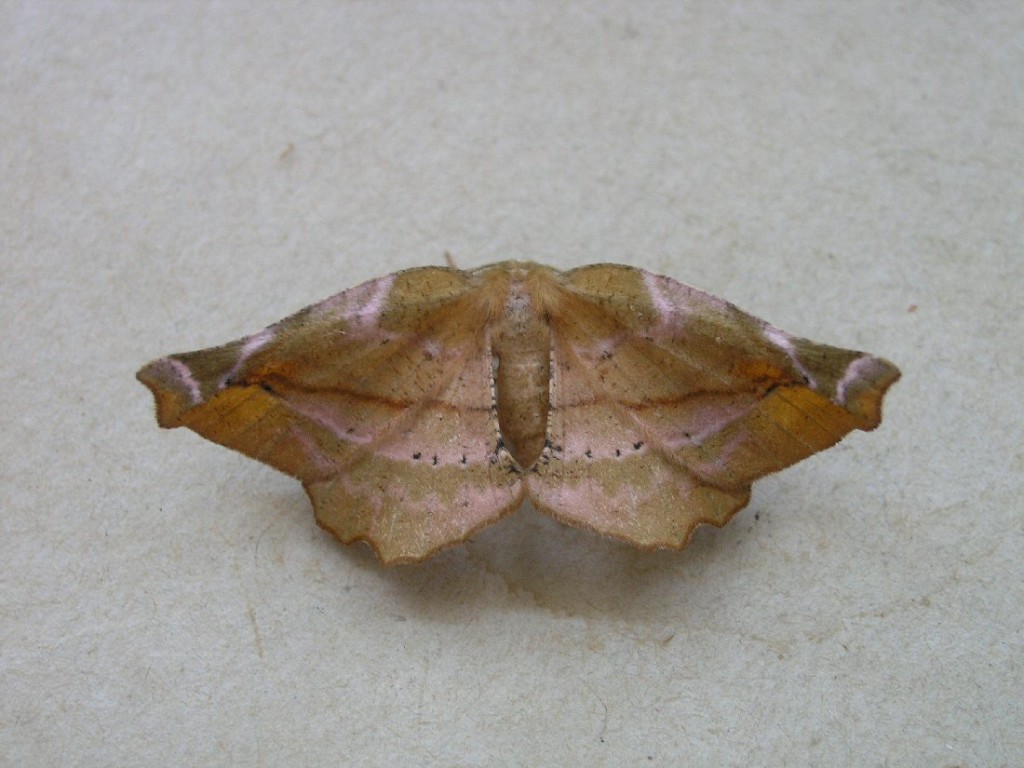 Lilac Beauty (Apeira syringaria)