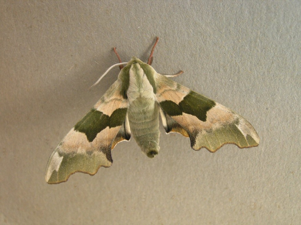 Lime Hawk-moth (Mimas tiliae)