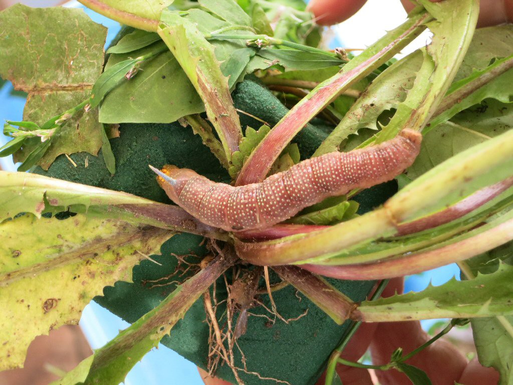 Lime Hawk-moth (Mimas tiliae)