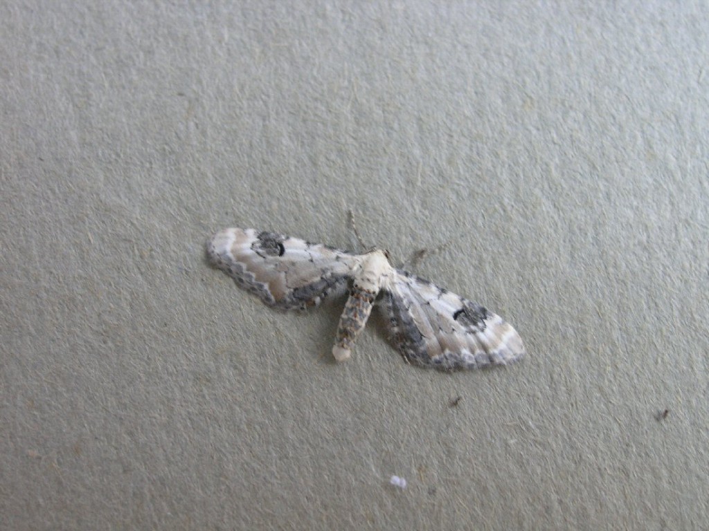 Lime-speck Pug (Eupithecia centaureata)