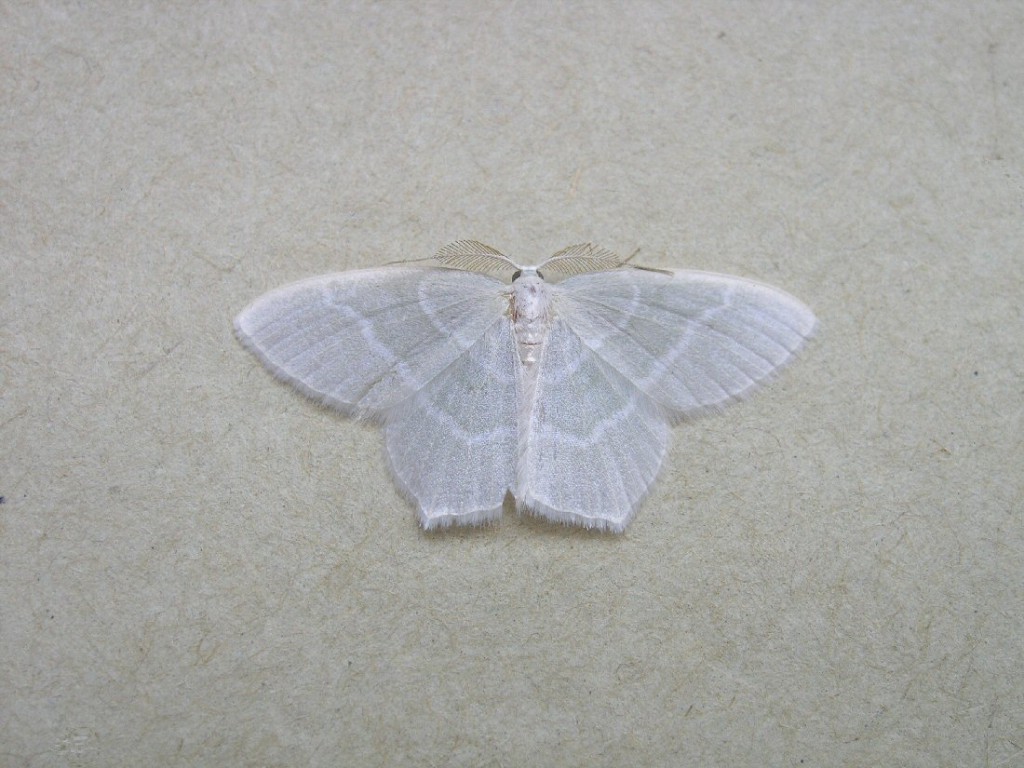 Little Emerald (Jodis lactearia)