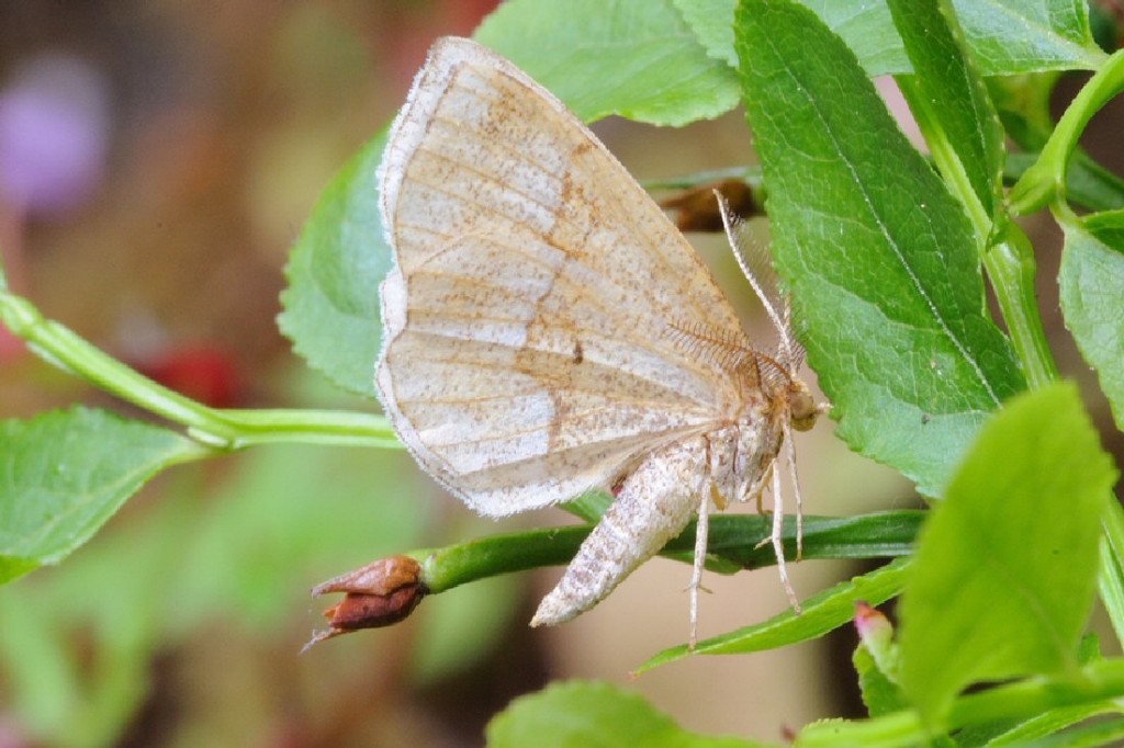 Little Thorn (Cepphis advenaria)