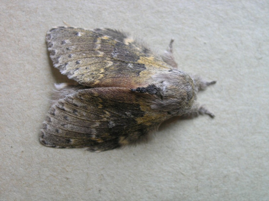 Lobster Moth (Stauropus fagi)