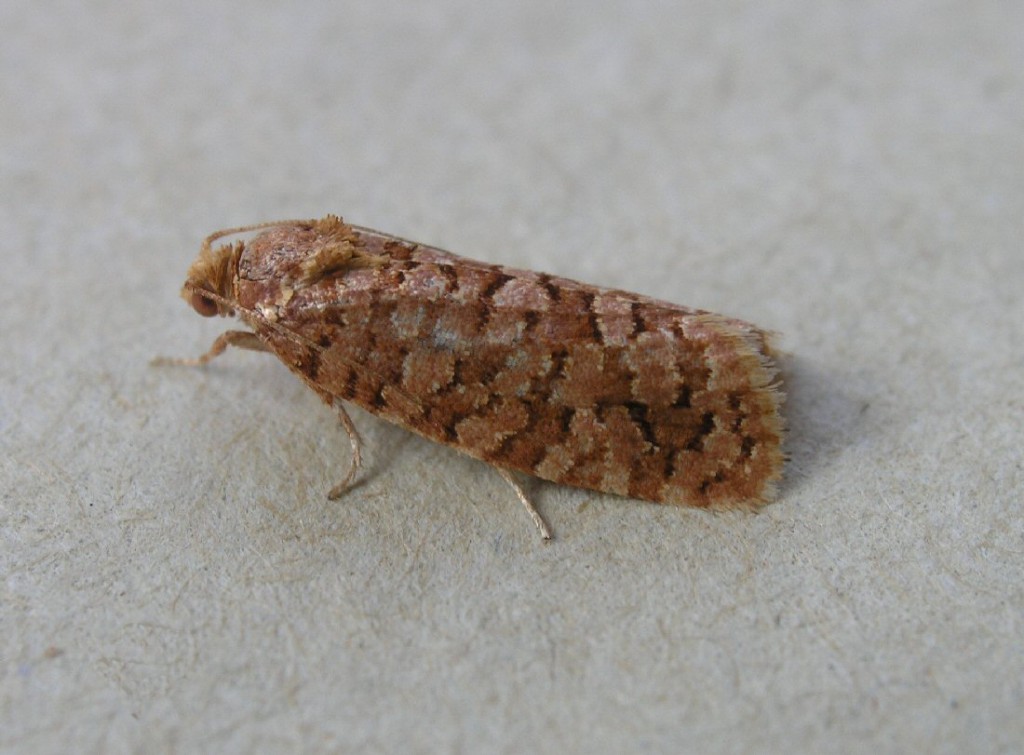 (Lozotaeniodes formosana)