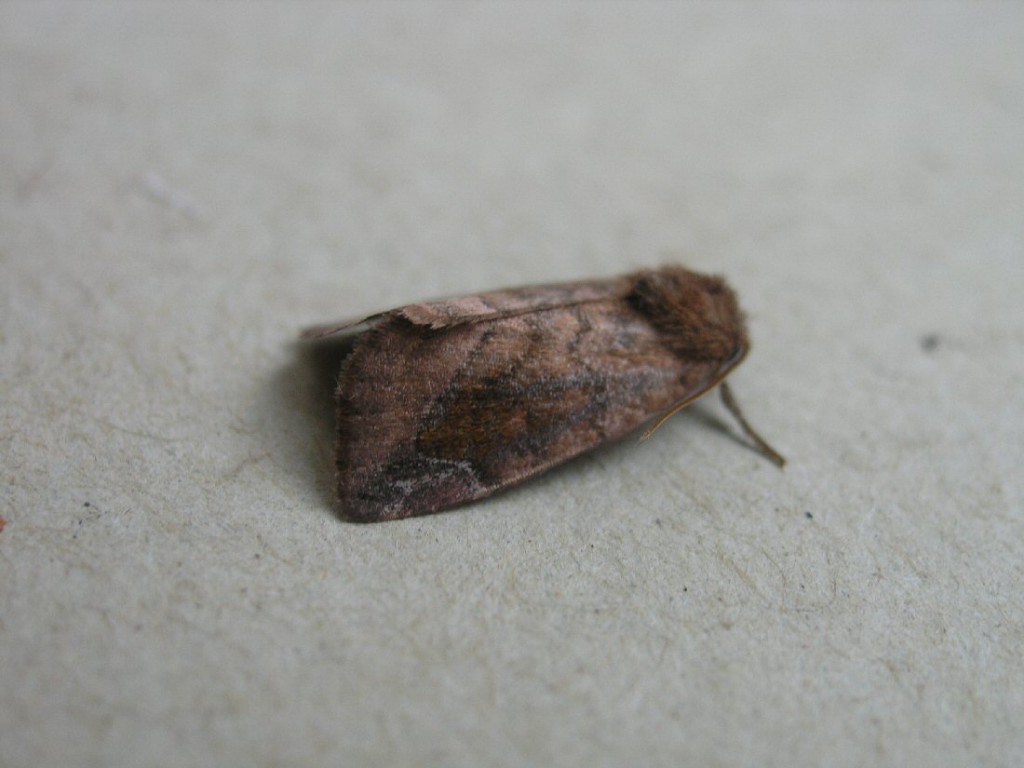 Lunar-spotted Pinion (Cosmia pyralina)