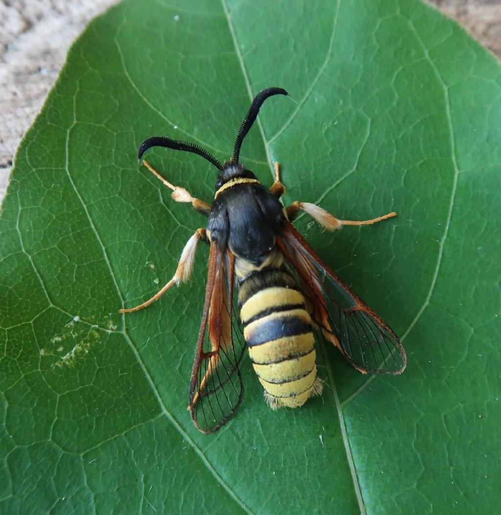 Lunar Hornet Moth (Sesia bembeciformis)