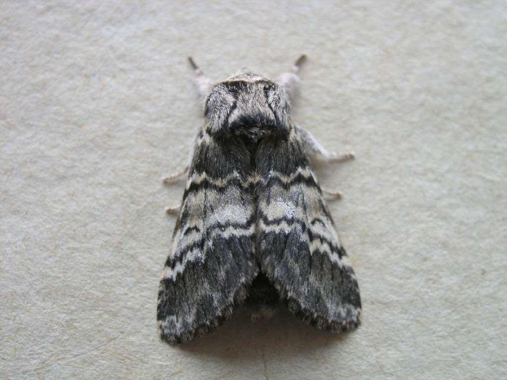 Lunar Marbled Brown (Drymonia ruficornis)