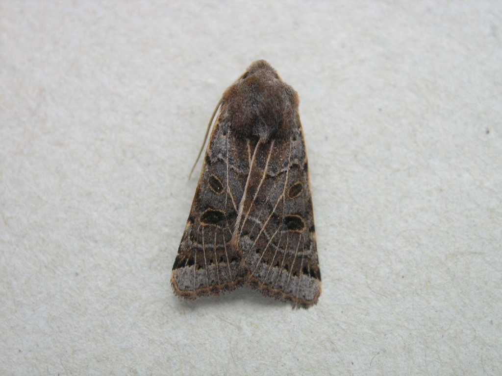 Lunar Underwing (Omphaloscelis lunosa)