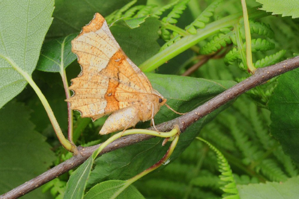 Lunar Thorn (Selenia lunularia)