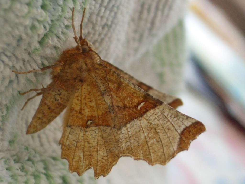 Lunar Thorn (Selenia lunularia)