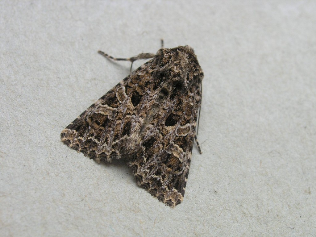 The Lychnis (Hadena bicruris)