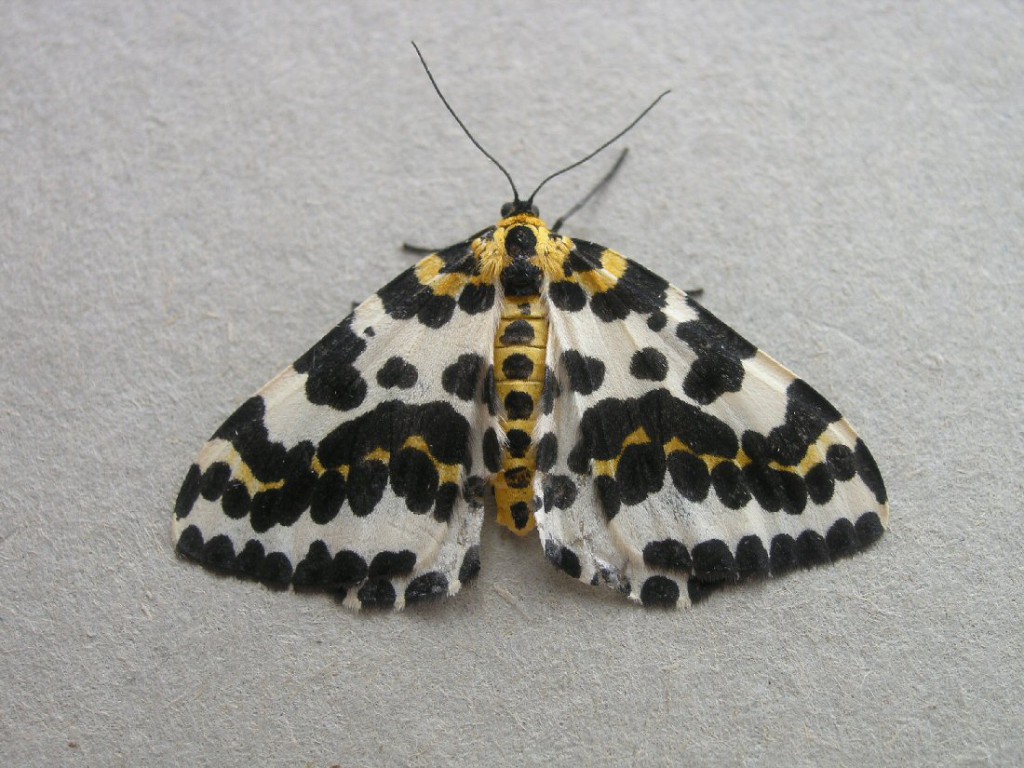The Magpie (Abraxas grossulariata)