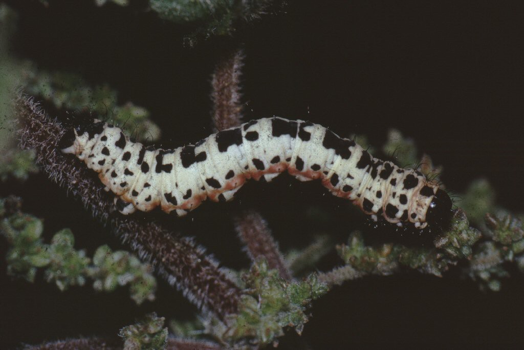 The Magpie (Abraxas grossulariata)