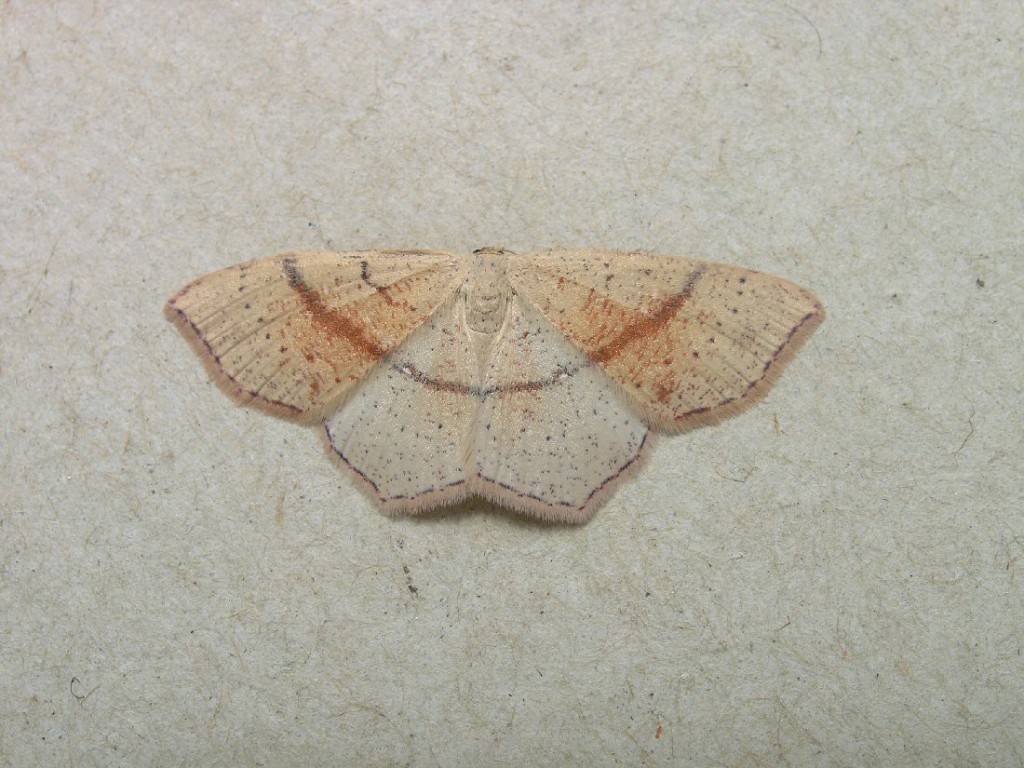 Maiden's Blush (Cyclophora punctaria)