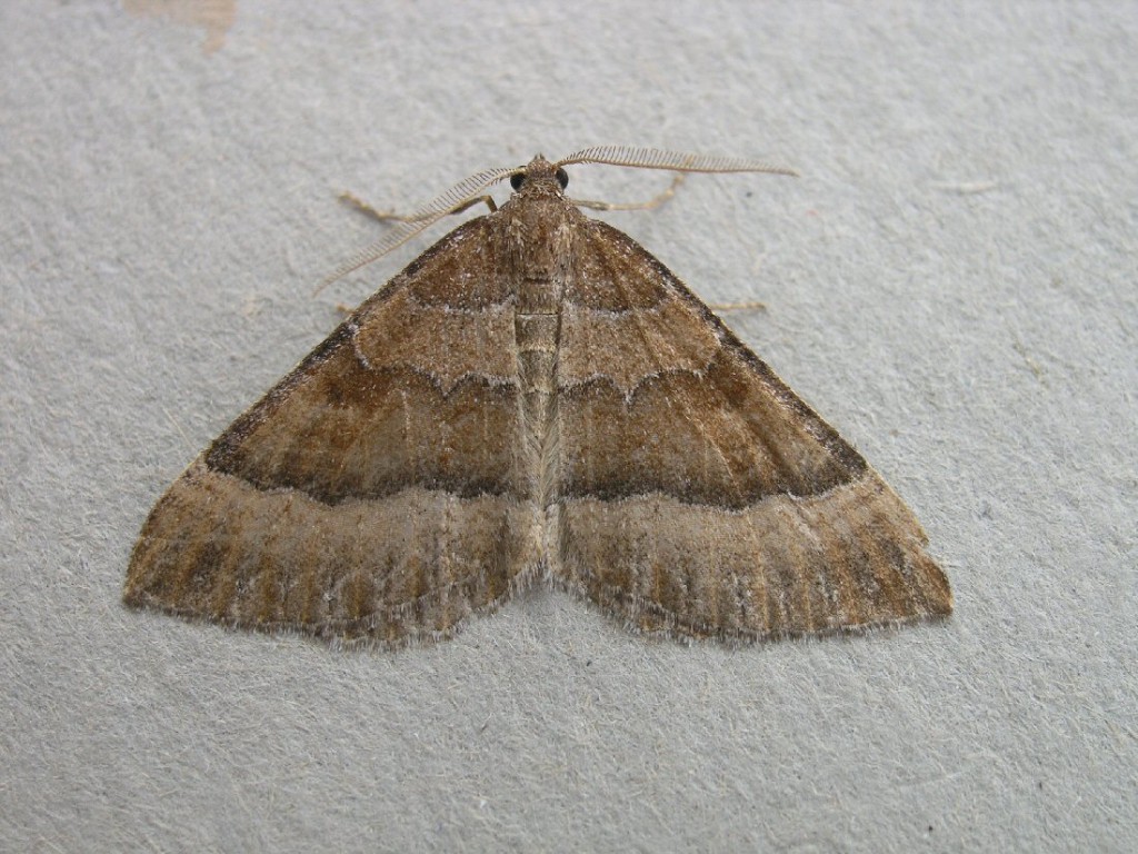 The Mallow (Larentia clavaria)