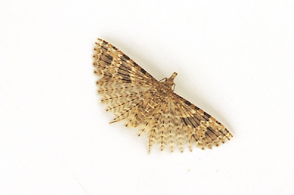 Twenty-plume Moth (Alucita hexadactyla)