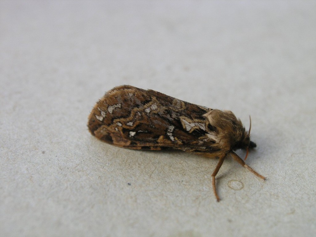 Map-winged Swift (Korscheltellus fusconebulosa)