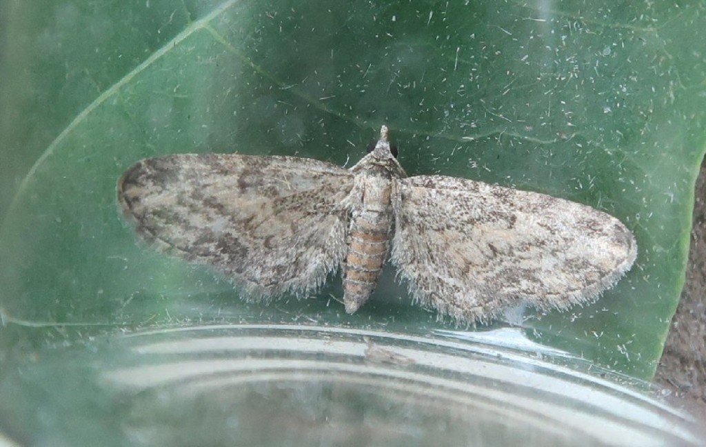 Maple Pug (Eupithecia inturbata)