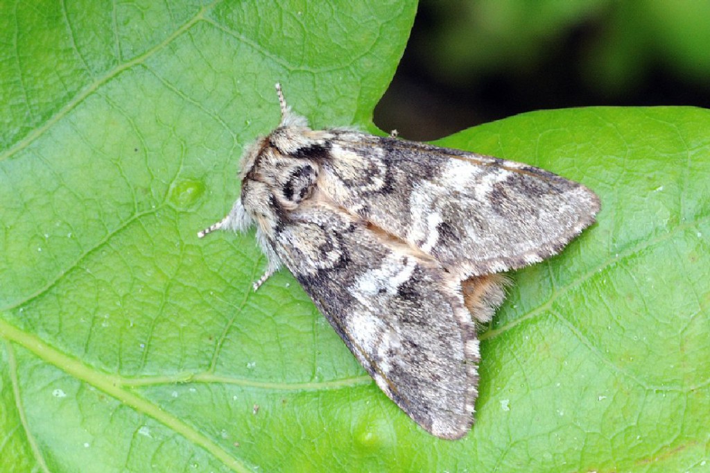 Marbled Brown (Drymonia dodonaea)