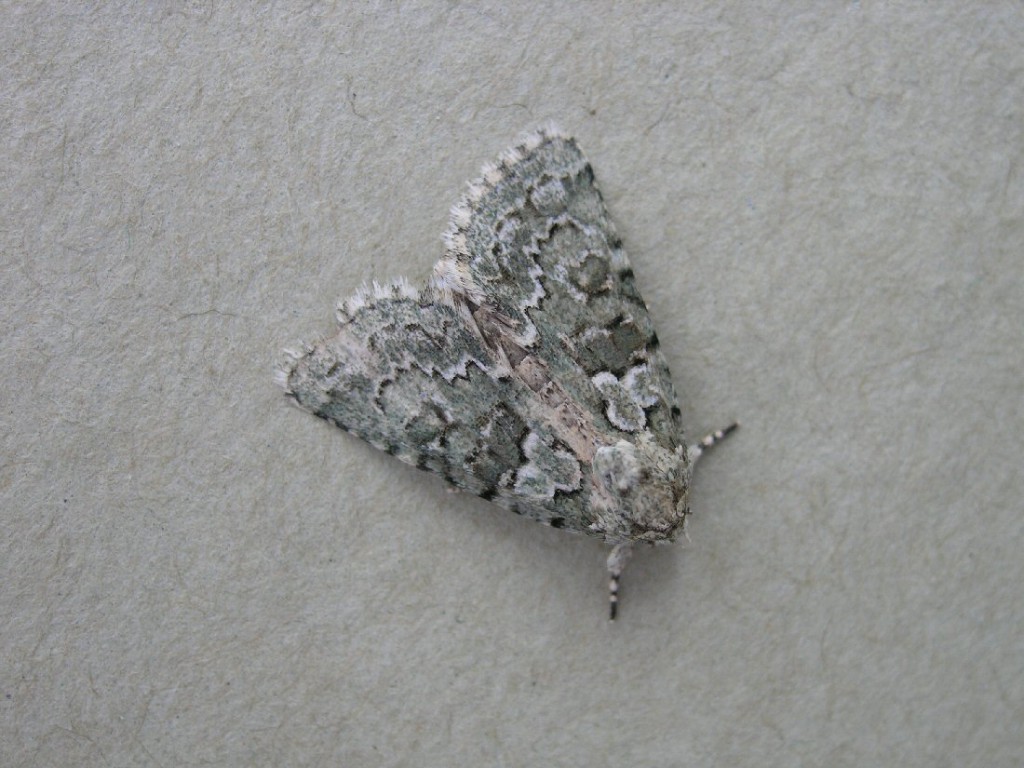 Marbled Green (Nyctobrya muralis)