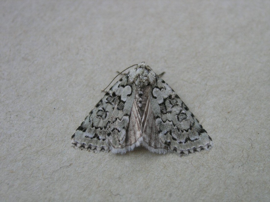 Marbled Green (Nyctobrya muralis)