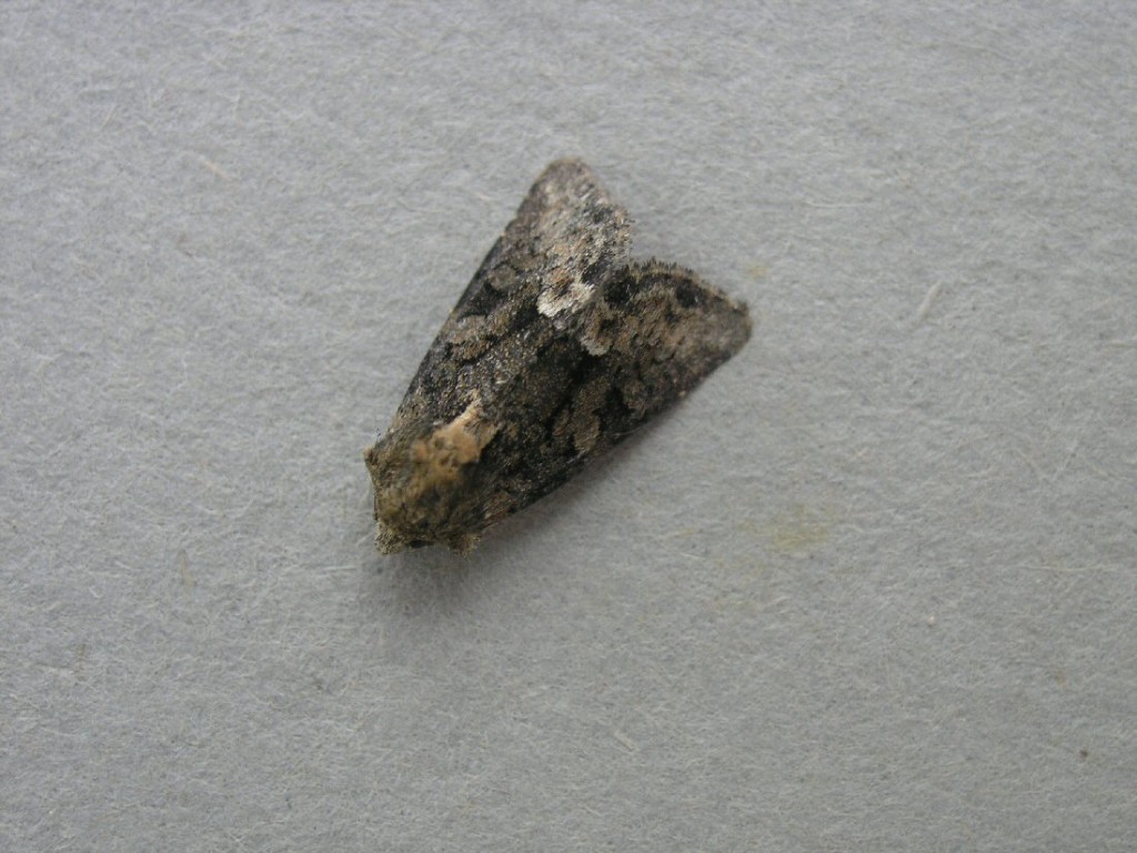 Marbled Minor (Oligia strigilis)