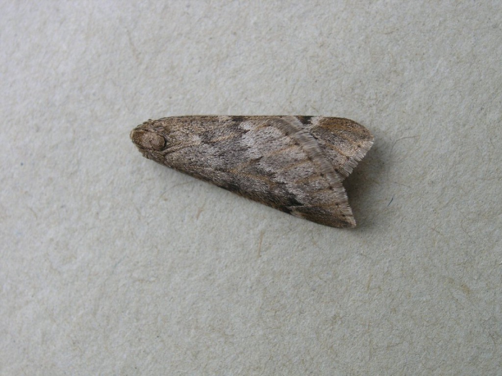 March Moth (Alsophila aescularia)