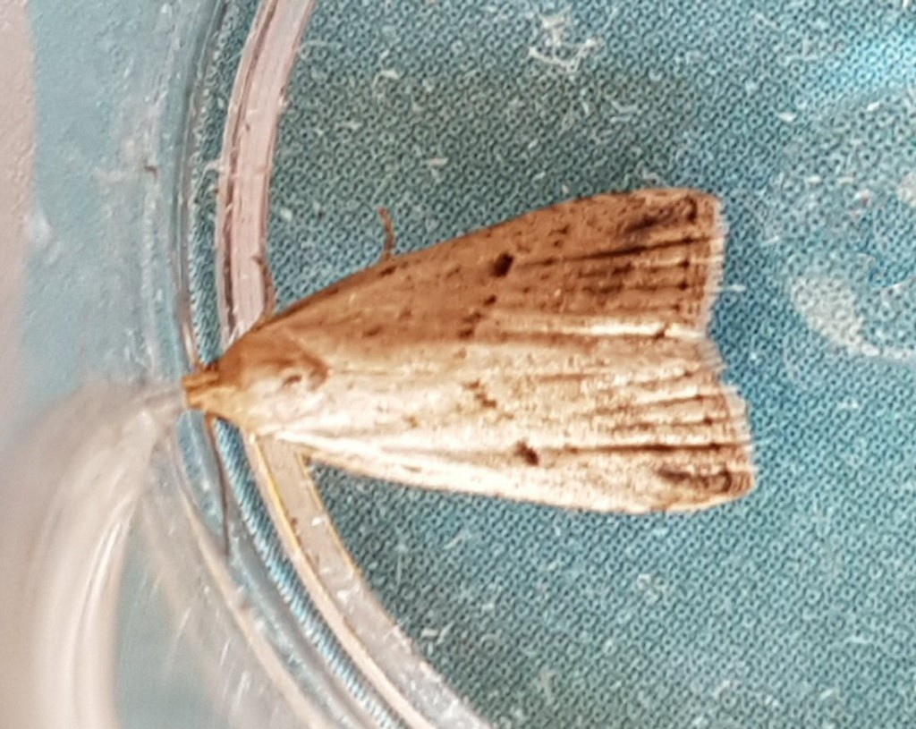 Marsh Oblique-barred (Hypenodes humidalis)
