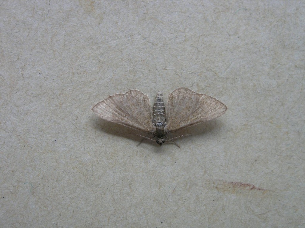 Marsh Pug (Eupithecia pygmaeata)