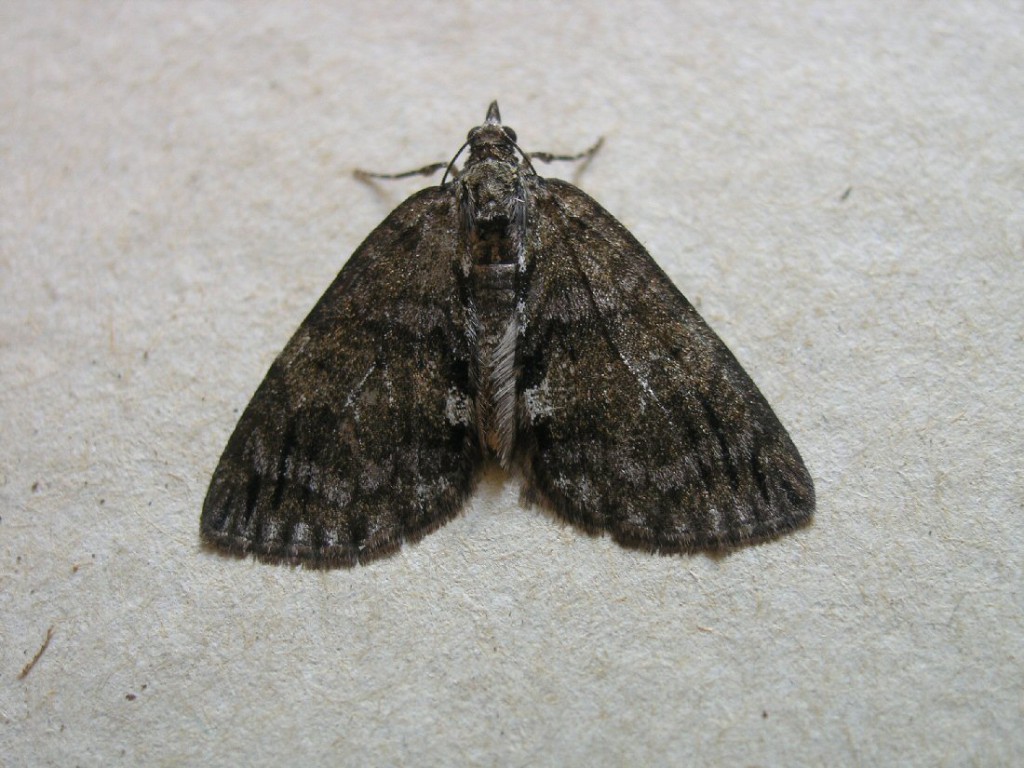 May Highflyer (Hydriomena impluviata)