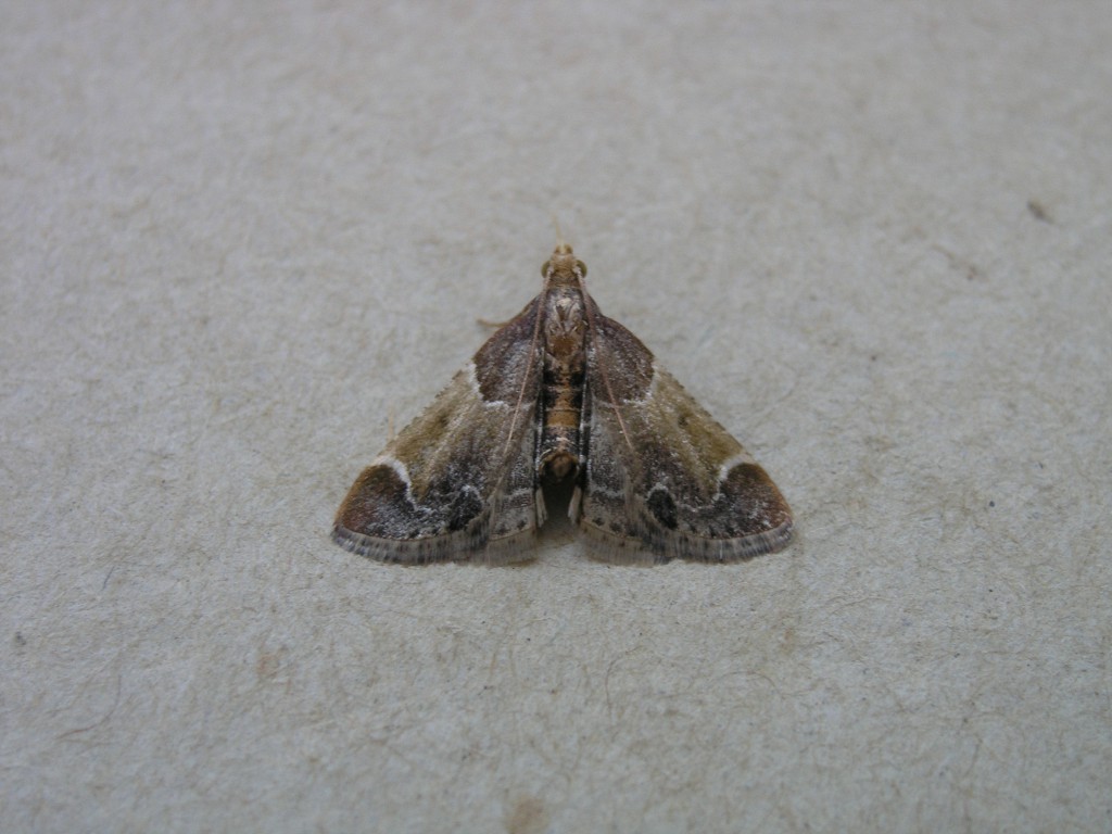 Meal Moth (Pyralis farinalis)