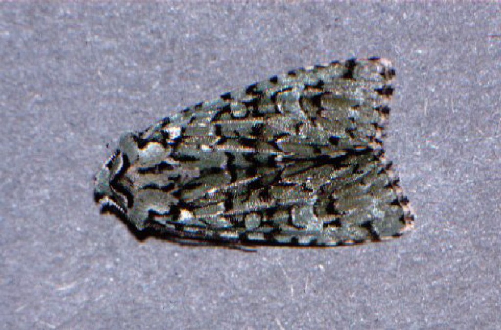 Merveille du Jour (Griposia aprilina)