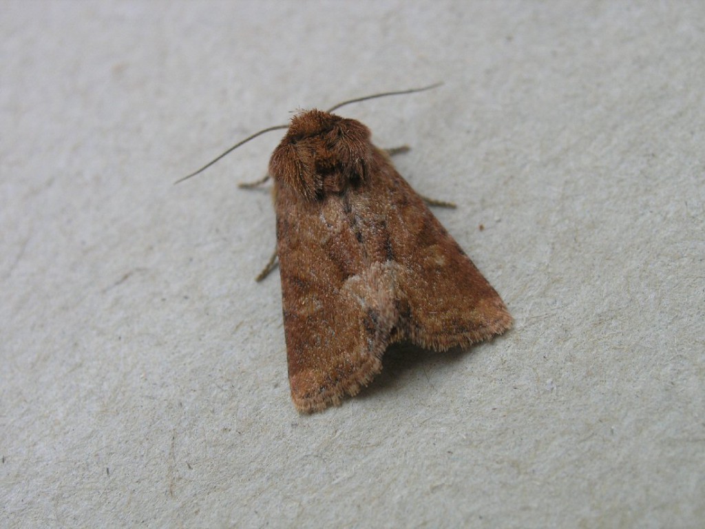 Middle-barred Minor (Oligia fasciuncula)