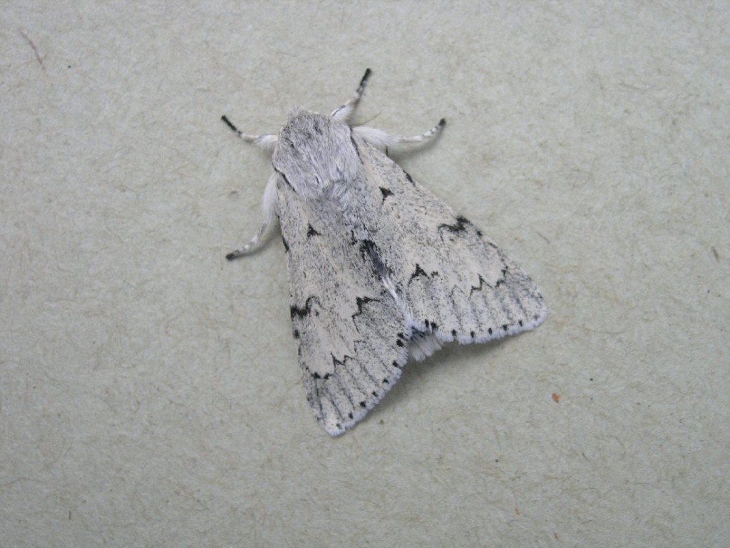 The Miller (Acronicta leporina)