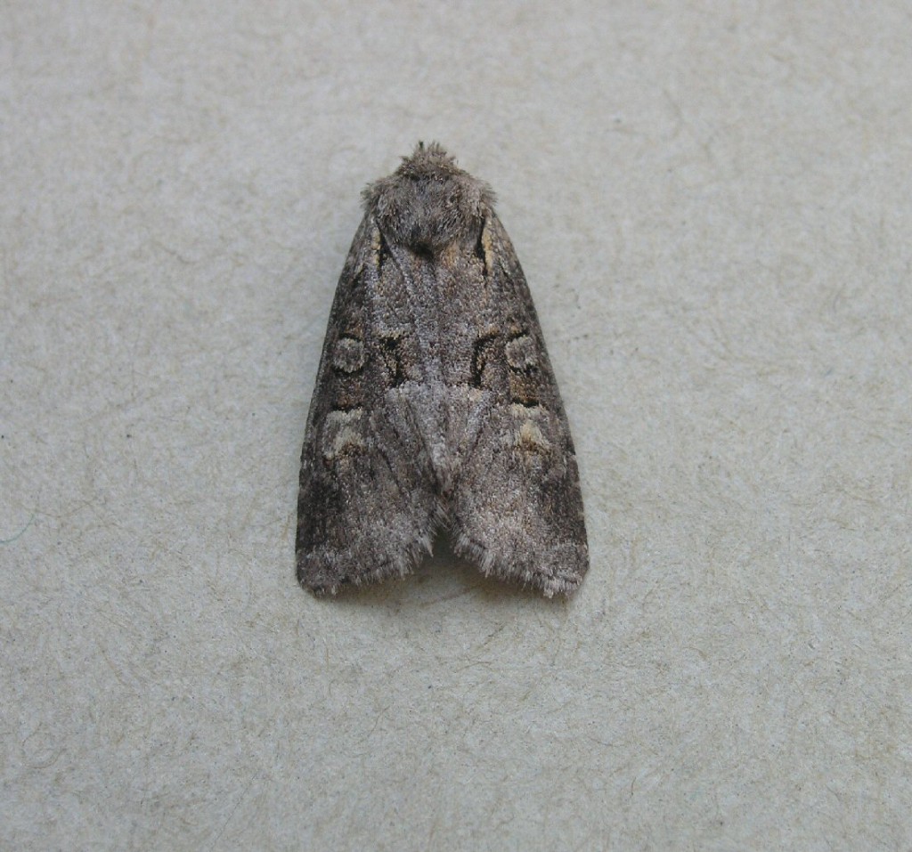 Minor Shoulder-knot (Brachylomia viminalis)